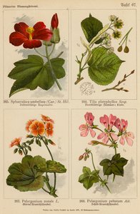 Sphaeralcea Umbellata, Tilia Platyphyllos, Pelargonium Zonale, Pelargonium Peltatum (Farblithografie) von (after) German School