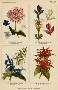Verbena Hybrida, Salvia Horminum, Salvia Patens, Monarda Didyma von (after) German School