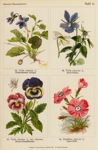 Viola Odorata, Viola Cornuta, Viola Tricolor, Dianthus Alpinus (Farblithografie) von (after) German School