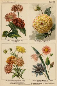 Zinnia Elegans, Dahlia Pinnata, Gaillardia Pulchella, Helipterum Manglesii, Catananche Coerulea von (after) German School