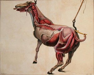Abgezogener Pferd, aus 