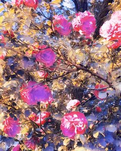 Rosen für die Jungfrau Maria von Margareta Uliarte