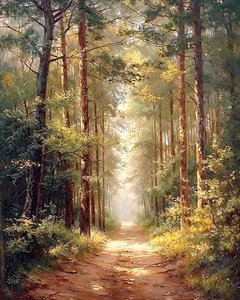 Langer Weg im hohen Wald