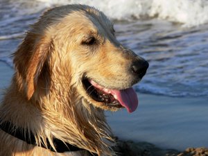 Golden Retriever von Monika Wittrich