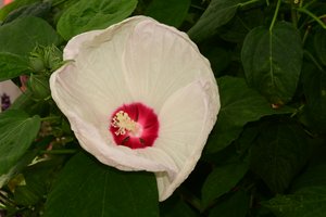 Gefangene Rosen vor weichem natürlichem und künstlerischem Hintergrund.