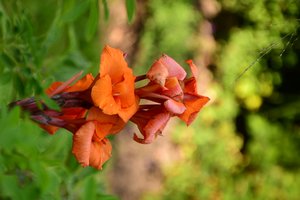 Gefangene Rosen vor weichem natürlichem und künstlerischem Hintergrund