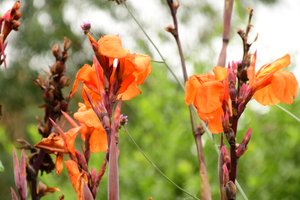 Gefangene Rosen vor weichem natürlichem und künstlerischem Hintergrund