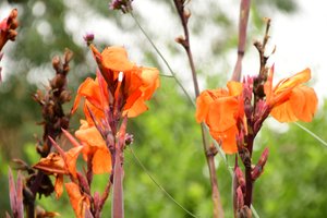 Gefangene Rosen vor weichem natürlichem und künstlerischem Hintergrund