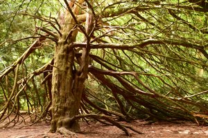 Naturwald in Ölmalerei-Stil von Albert Mansour