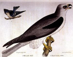 Weißschwanzbussard und weiblicher Caerulean-Waldsänger, graviert von Alexander Lanson von A. (after) Rider