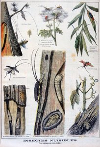 Schädliche Insekten, die Wälder zerstören, 1897