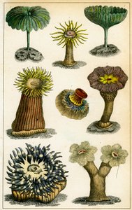 Seeanemonen, 19. Jahrhundert