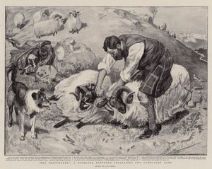 Der Friedensstifter, ein Hochlandhirte trennt zwei kämpfende Widder von A. G. Small