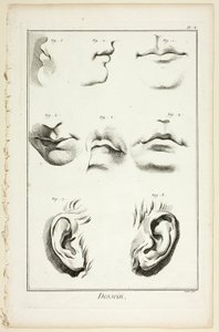 Design: Gesichtsanatomie aus der Encyclopédie