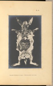 Innere Organe des Kaninchens - Fotografie im Wasser von A. L. Donnadieu