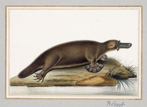 Schnabeltier von A. Prevost
