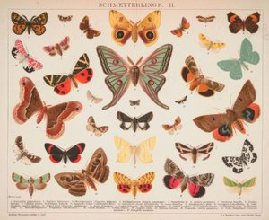 Schmetterlinge II von A. Reichert