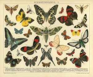 Schmetterlinge I von A. Reichert