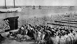Mengen von Kabeljau, die in der Sonne bei Aveiro am Mündung des Vouga, Portugal, ca. 1930er Jahre, trocknen