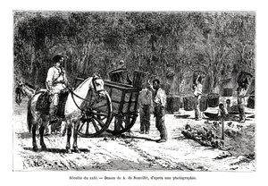 Kaffeeernte in Brasilien von A. de Neuville