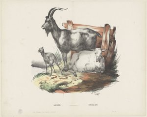 Böcke