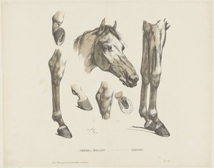 Hengst von A. van Loco