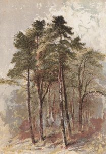 Gruppe von Tannenbäumen von Aaron Edwin Penley