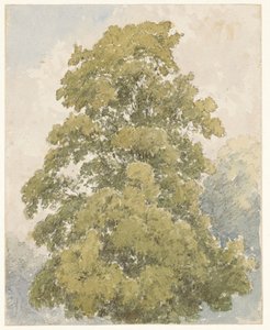 Studie einer Ulme von Aaron Edwin Penley