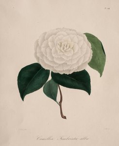 Ikonographie der Gattung Kamelie: Nr. 194 von Abbé Laurent Berlèse
