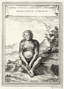 Illustration des Orang-Outang, präsentiert an Friedrich Heinrich, Prinz von Oranien, 1750 von Abbé Prévost