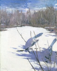 Blauhäher im Winter, Studie für das Buch Concealing Coloration in the Animal Kingdom von Abbott Handerson Thayer
