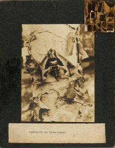 Falkenmotten auf Baumstamm, Studienmappe für das Buch Concealing Coloration in the Animal Kingdom von Abbott Handerson Thayer