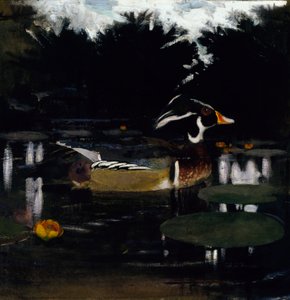 Männliche Holzente in einem Waldteich, Studie für das Buch 