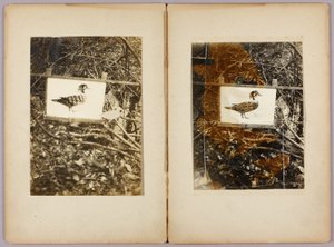 Schablonenenten, Studienmappe für das Buch Concealing Coloration in the Animal Kingdom von Abbott Handerson Thayer