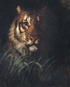 Tigerkopf