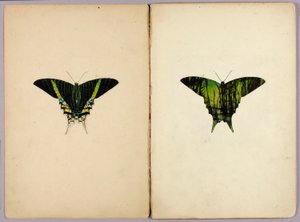 Urania-Motte, Studienmappe für das Buch "Concealing Coloration in the Animal Kingdom" von Abbott Handerson Thayer