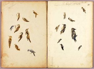Specht, Studienmappe für das Buch Concealing Coloration in the Animal Kingdom von Abbott Handerson Thayer