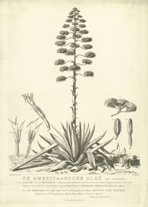 Blühende amerikanische Aloe, 1757 von Abraham Delfos
