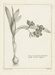 Ixia von Abraham Delfos