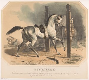 Arabisches Pferd von Godert van der Capellen von Abraham Hendrik Winter