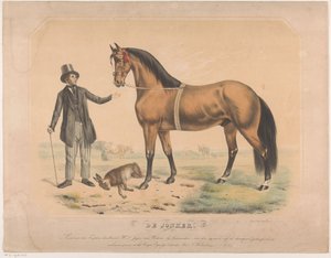 Pferd von W.L. de Jager aus Wartena (De Jonker)