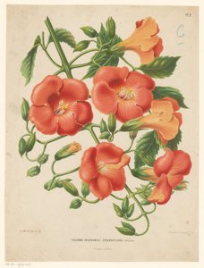 Bignonie von Abraham Jacobus Wendel