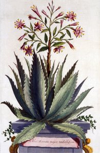 Aloe Serrata major umbellifera, aus 