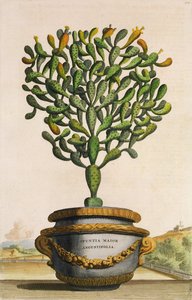 Opuntia Maior Augustifolia, aus Phytographia Curiosa, veröffentlicht 1702 von Abraham Munting