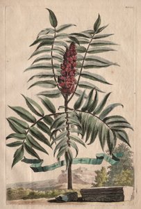 Phytographia Curiosa: Sumachbaum von Abraham Munting