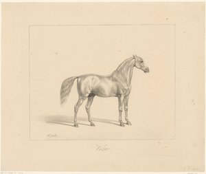 Arabischer Hengst von Abraham Vinkeles