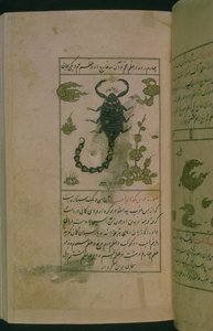 Sternbilder des Tierkreises: Skorpion, der Skorpion, aus Talim dar marifat i taqvuim, 1498 (903 Hijra) von Abu Jafar al Tabari