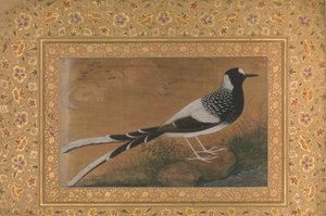 Gefleckter Forktail, Folio aus dem Shah Jahan Album, recto: ca. 1610-15, verso ca. 1540