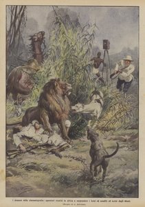 Die Dramen der Kinematographie, Kameraleute in Afrika von Löwen angegriffen von Achille Beltrame
