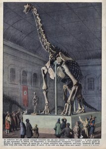 Installation eines Brachiosaurierskeletts, das von einem Wissenschaftler in Afrika entdeckt wurde, in einem Museum in Berlin, Deutschland. Illustration von Achille Beltrame in 